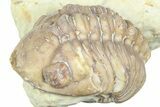 Enrolled Kainops Trilobite - Black Cat Mountain, Oklahoma #362989-2